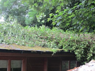 The Activity Room with Tree! (3)